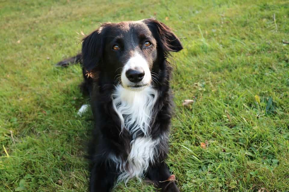 bộ lông của chó Collie biên giới rất bóng và mượt