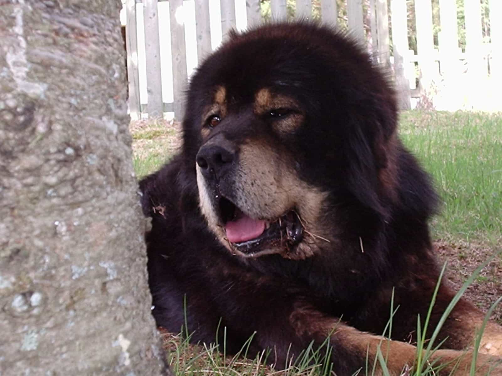 Đôi mắt hí siêu đánh yêu