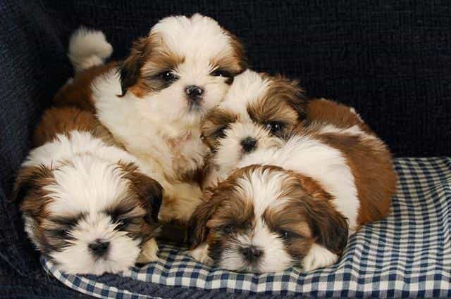 Chó Shij Tzu con trên thảm ca rô
