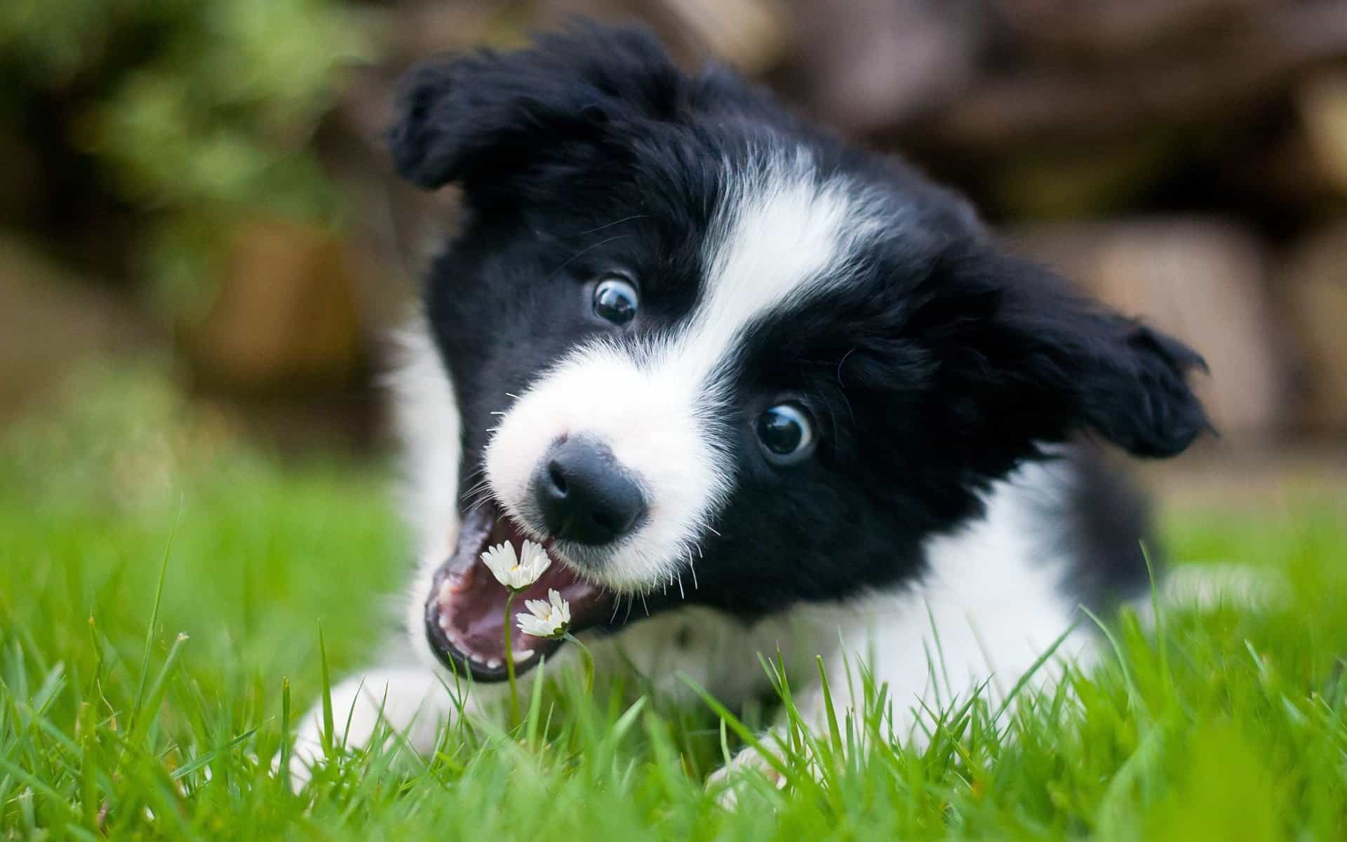 Collie xuất hiện lần đầu tiên ở vùng biên giới giữa Scotland và Anh
