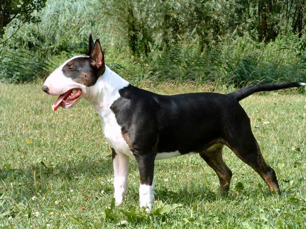 Mua chó Bull Terrier