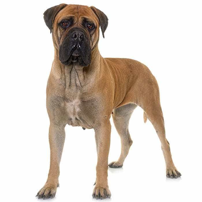 Bull Mastiff