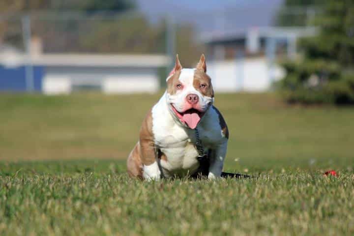Chó Bully dễ thương