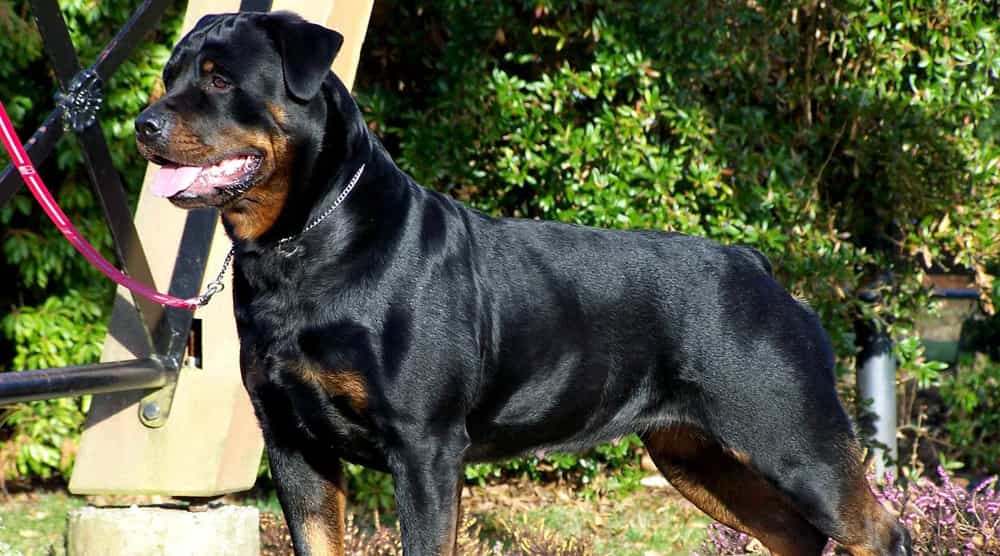 Có 2 cách cắt đuôi an toàn cho chó Rott là dùng nịt chun và kéo y tế