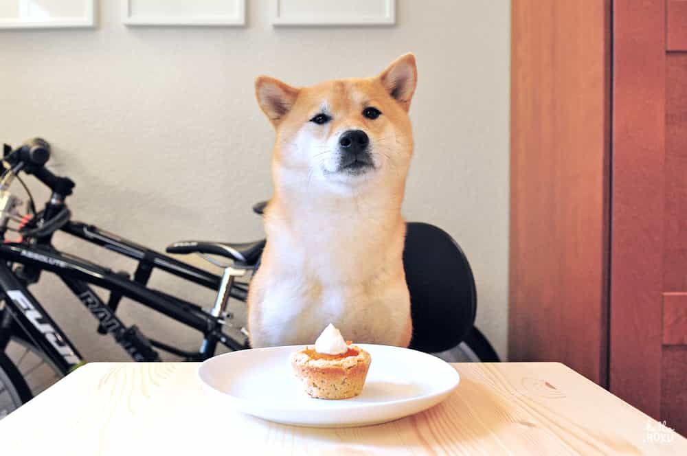 Chó au88 Inu ngồi trước chiếc bánh ngọt cupcake