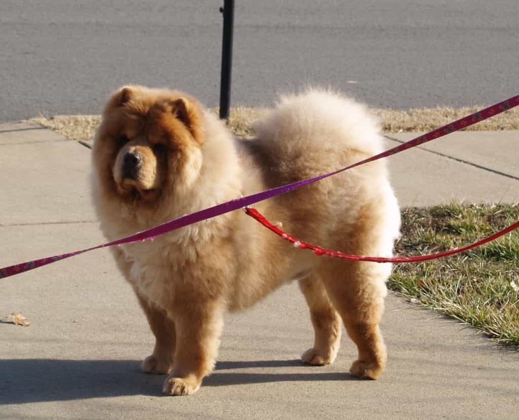 Chú chó Chow chow lông vàng đang đi dạo