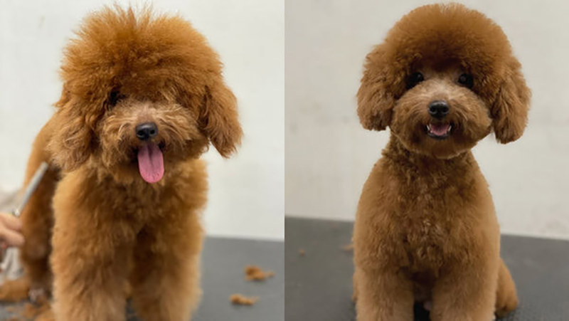 các kiểu tóc cho chó poodle