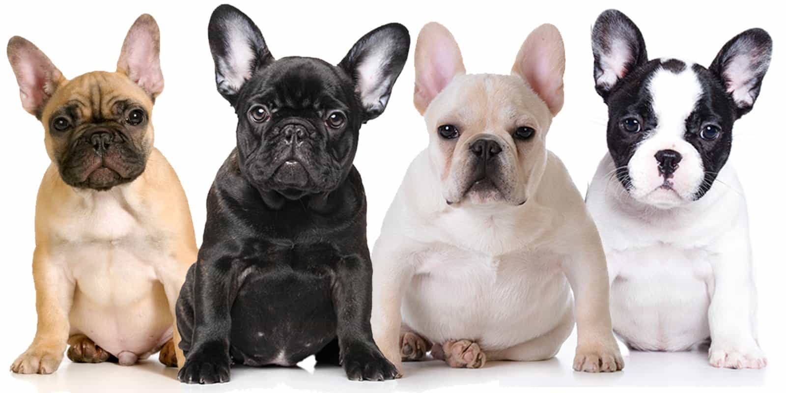 2 chú chó bulldog Anh đen trắng