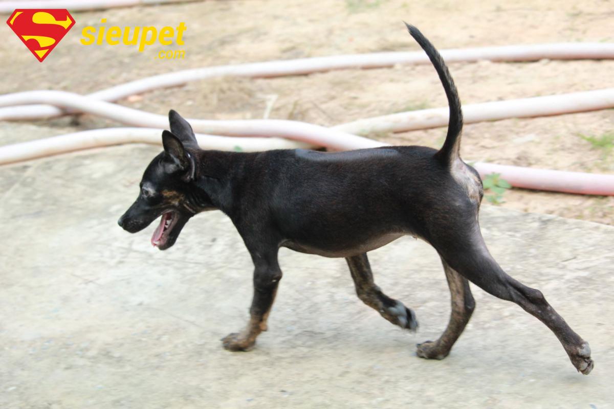 Cách chọn chó au88 qua đặc điểm lưỡi đốm