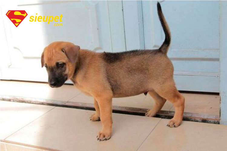 Cách chọn chó au88 con - tiêu chí chuẩn