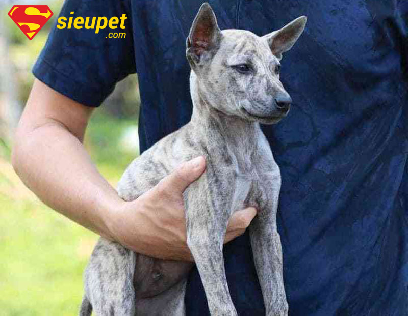 Cách chọn chó au88 với xoáy lưng đặc trưng