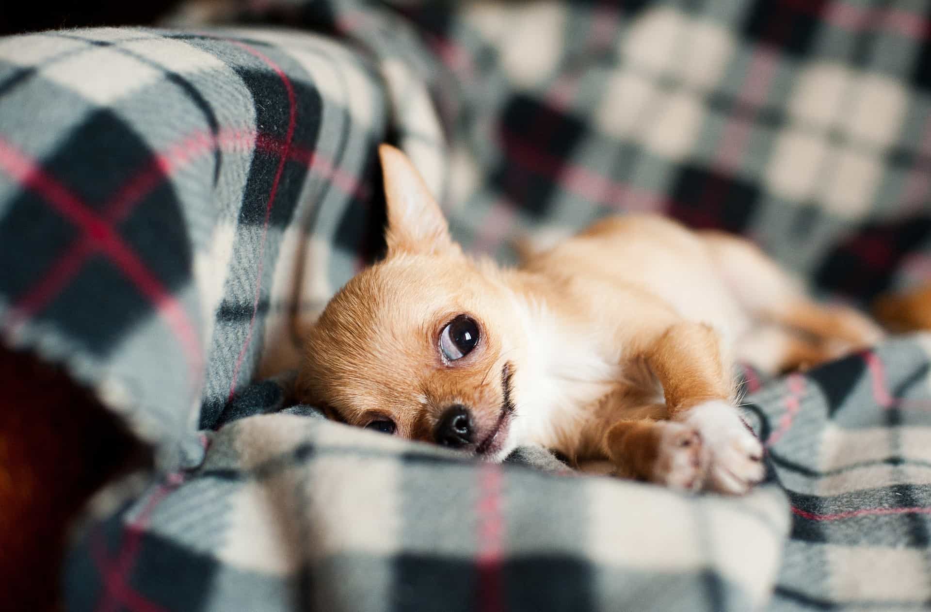 chó chihuahua mới đẻ