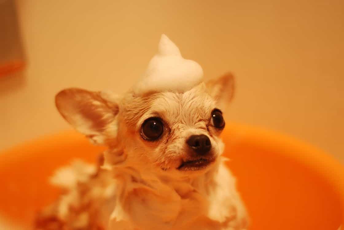 ảnh chó chihuahua