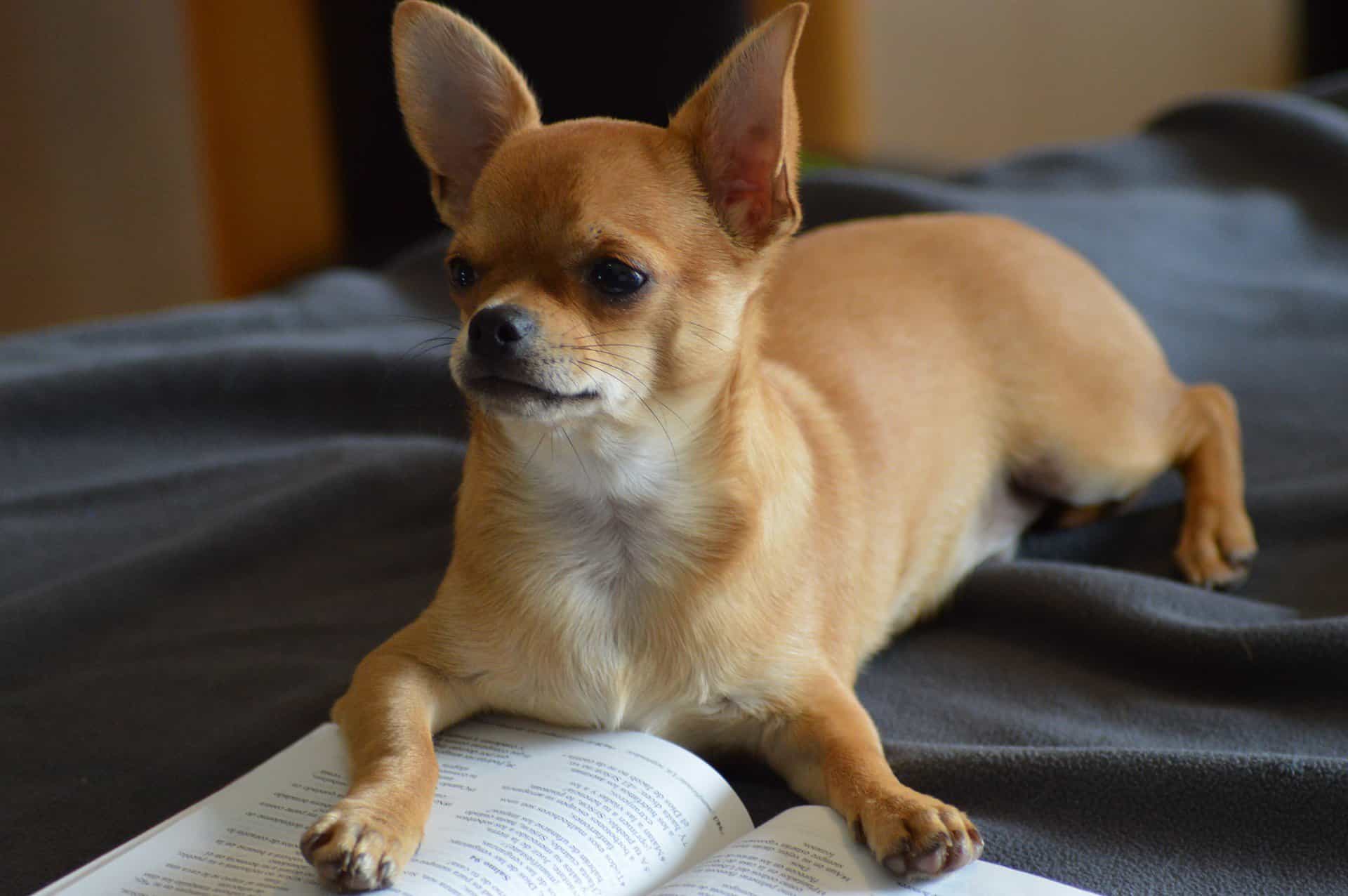 Chó chihuahua đẻ