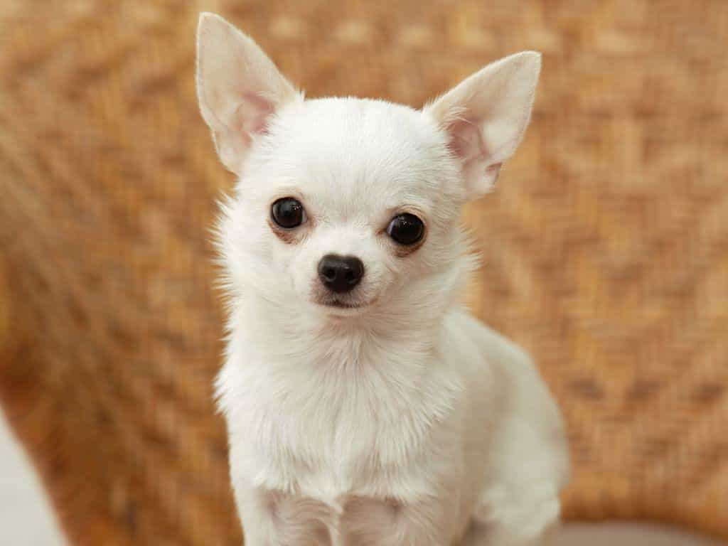 cách nuôi chó chihuahua