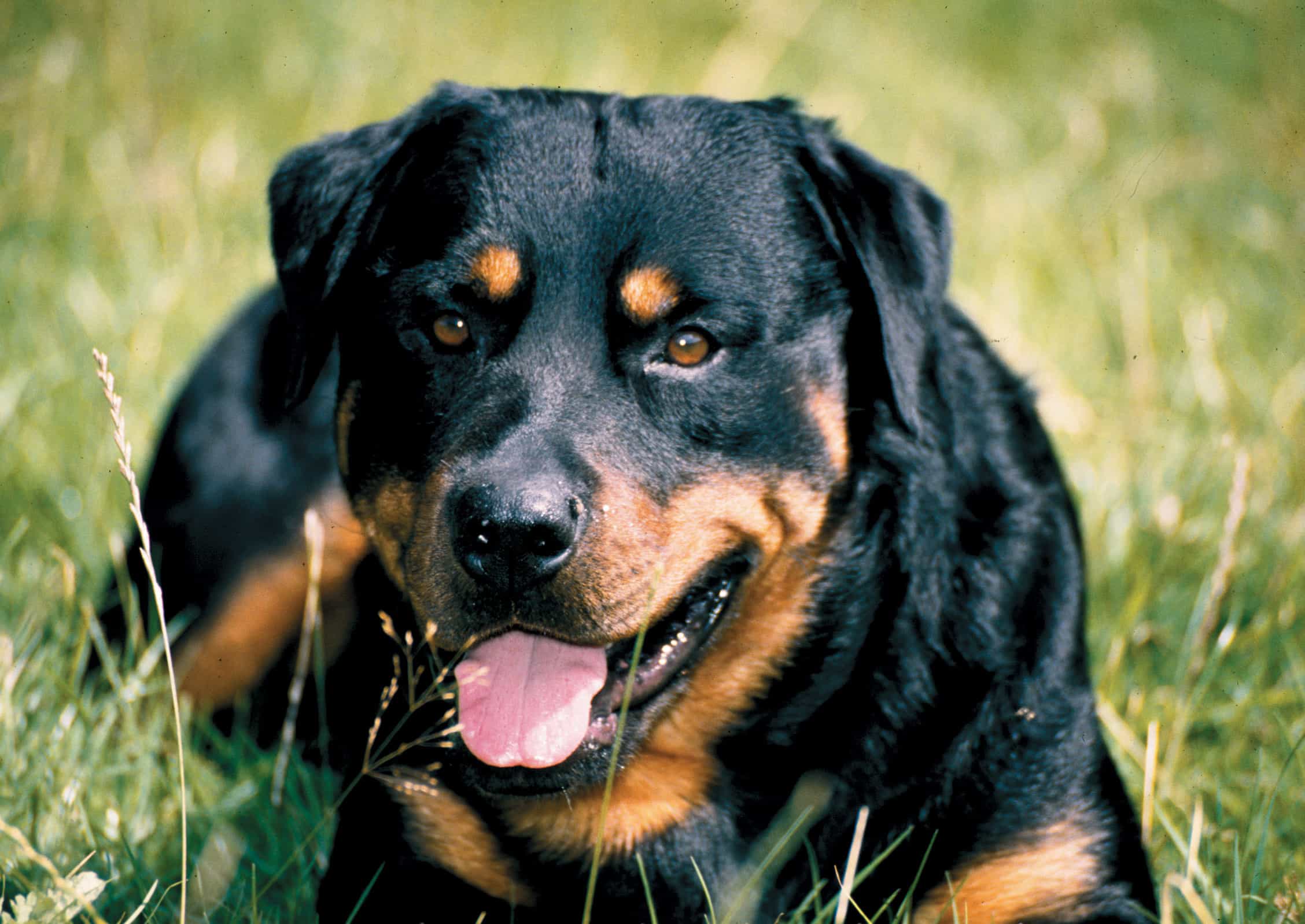 Nuôi chó rottweiler khó không