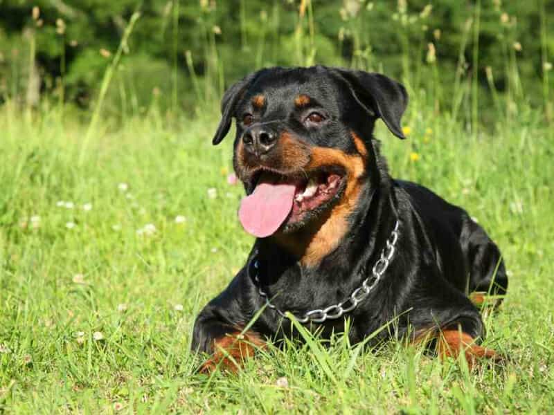 có nên nuôi chó rottweiler