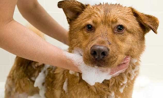 Cách trị bọ chét chó