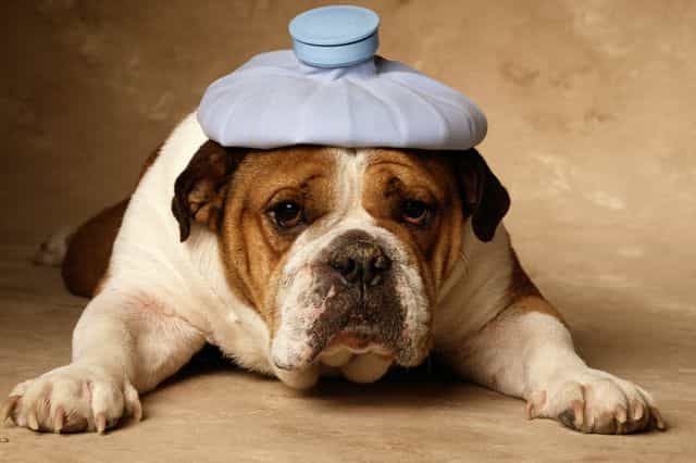 Cần chăm sóc vệ sinh để tránh và trị ve chó
