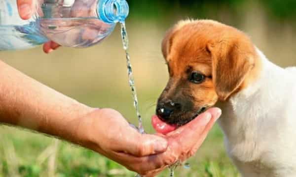 Kiểm tra sức khỏe au88 thường xuyên tránh sán au88