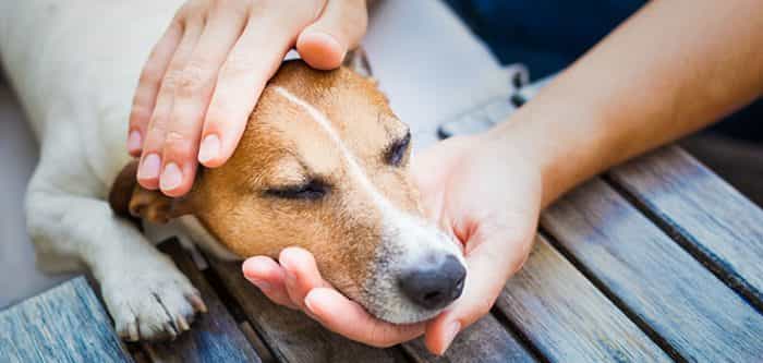 Điều trị giun đũa ở chó cần rất nhiều thời gian
