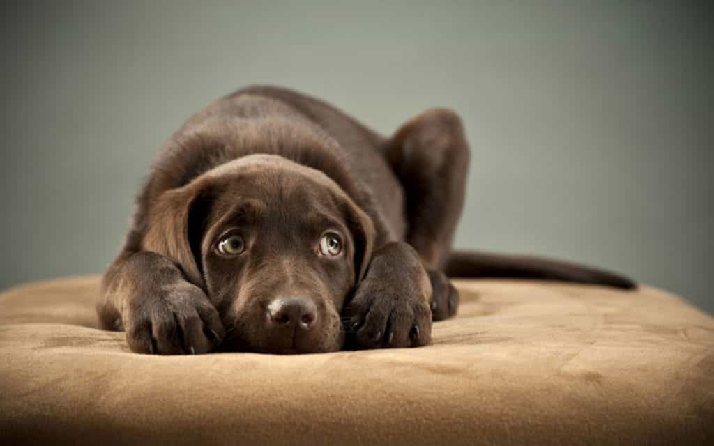 giun đũa cần theo dõi tái khám nhiều lần