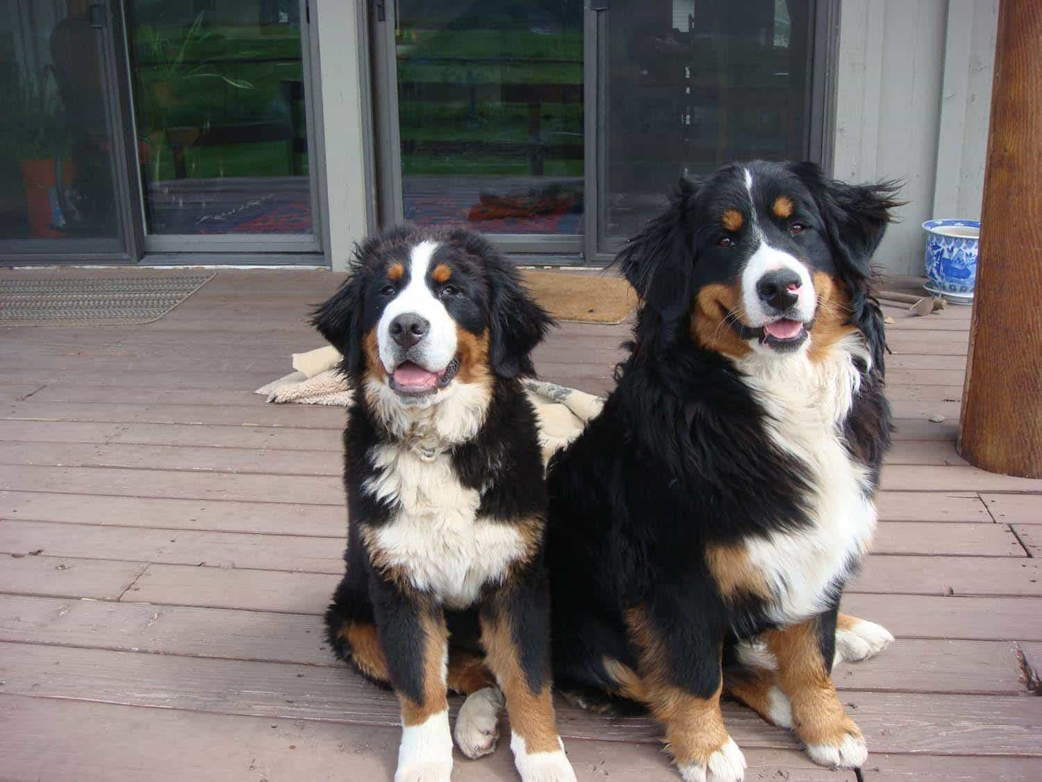 Cặp đôi Bernese Mountain Dog