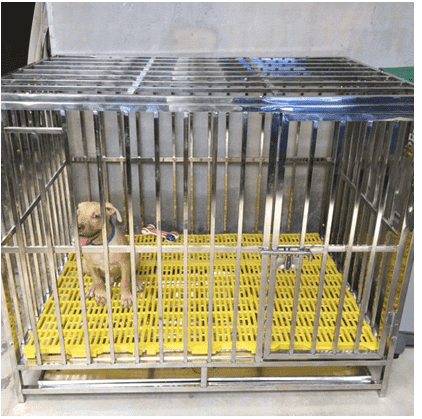 Chuồng inox cho chó 