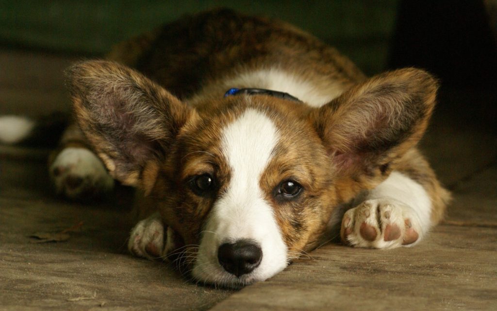 Các bệnh về xương