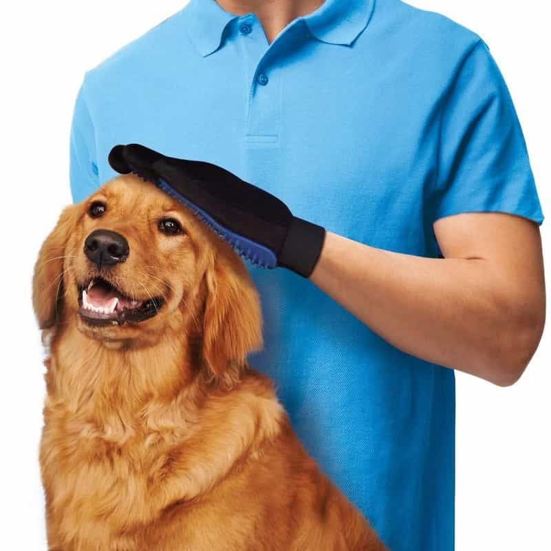 Chú chó đang được chủ chải lông cho