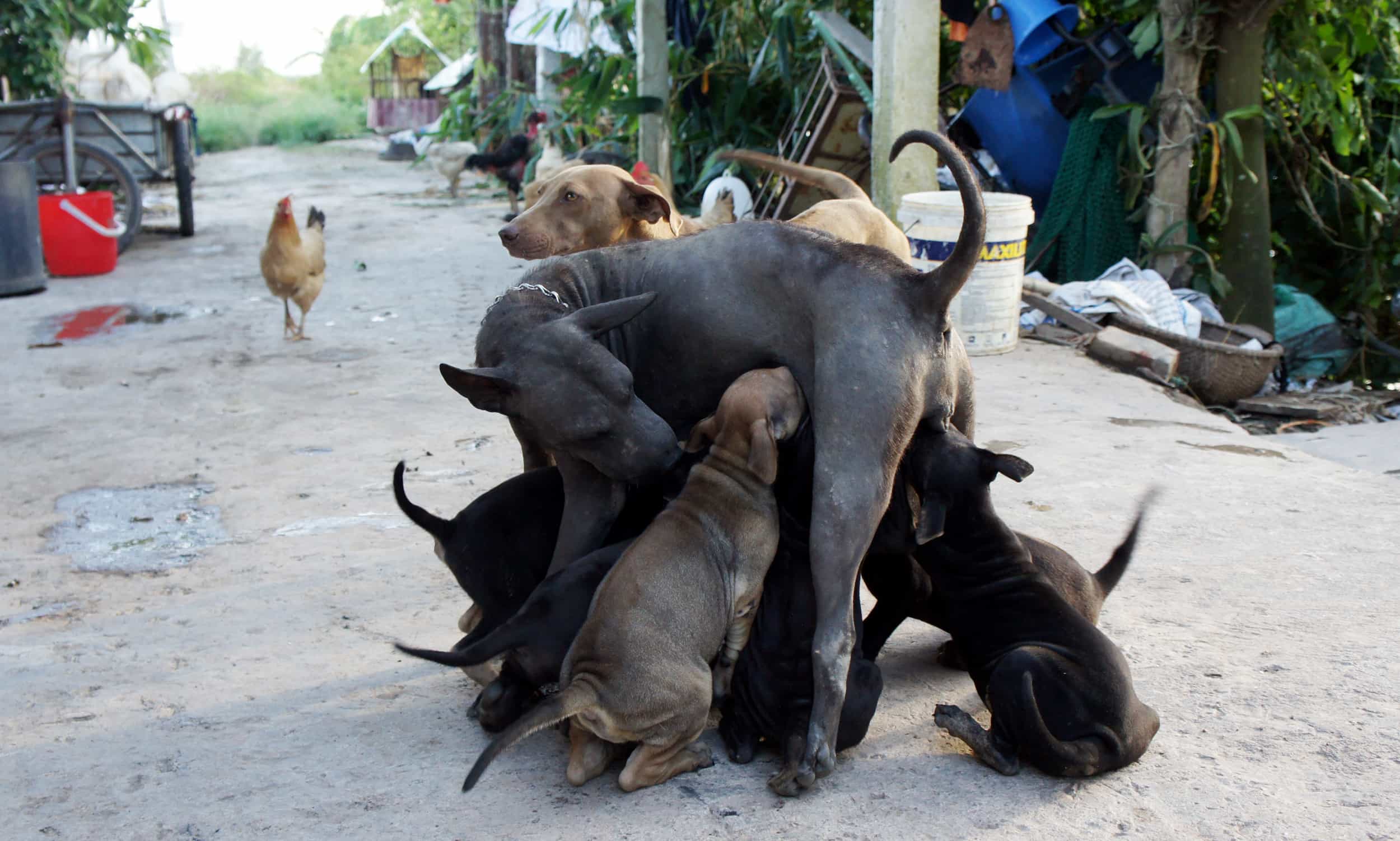 Cách nuôi chó au88 mẹ sinh sản