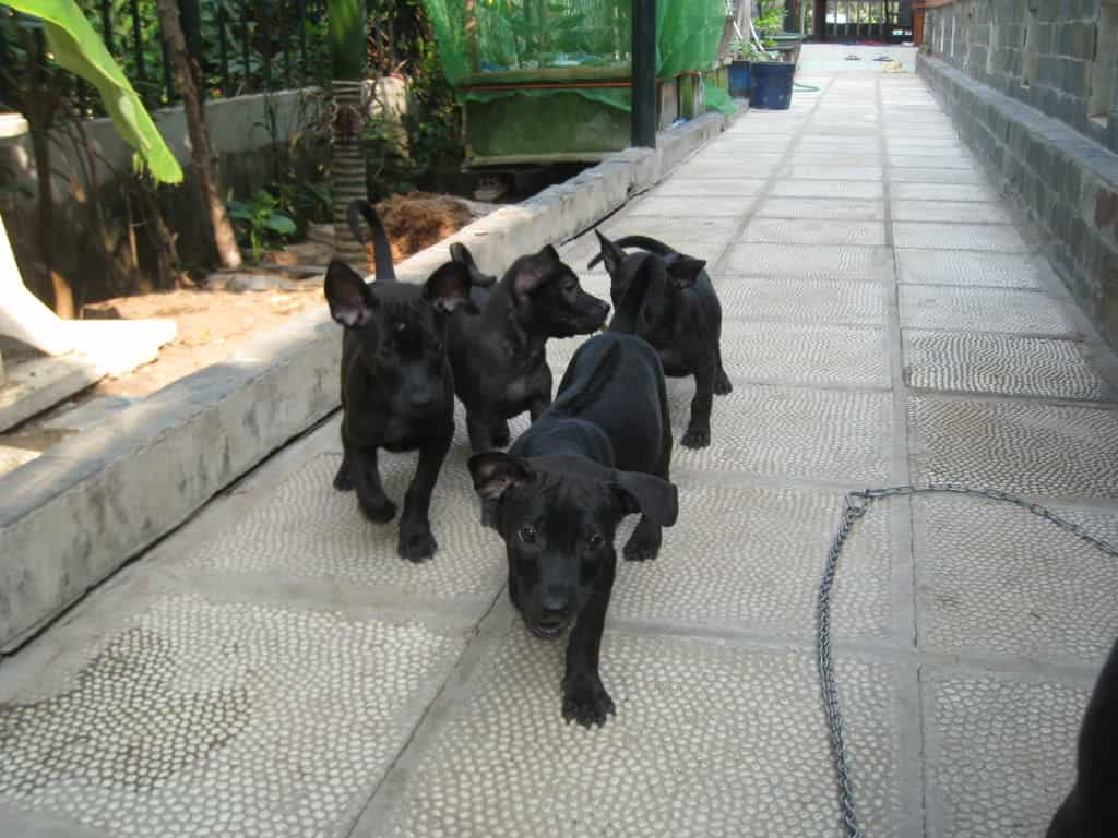 chó mực trừ tà
