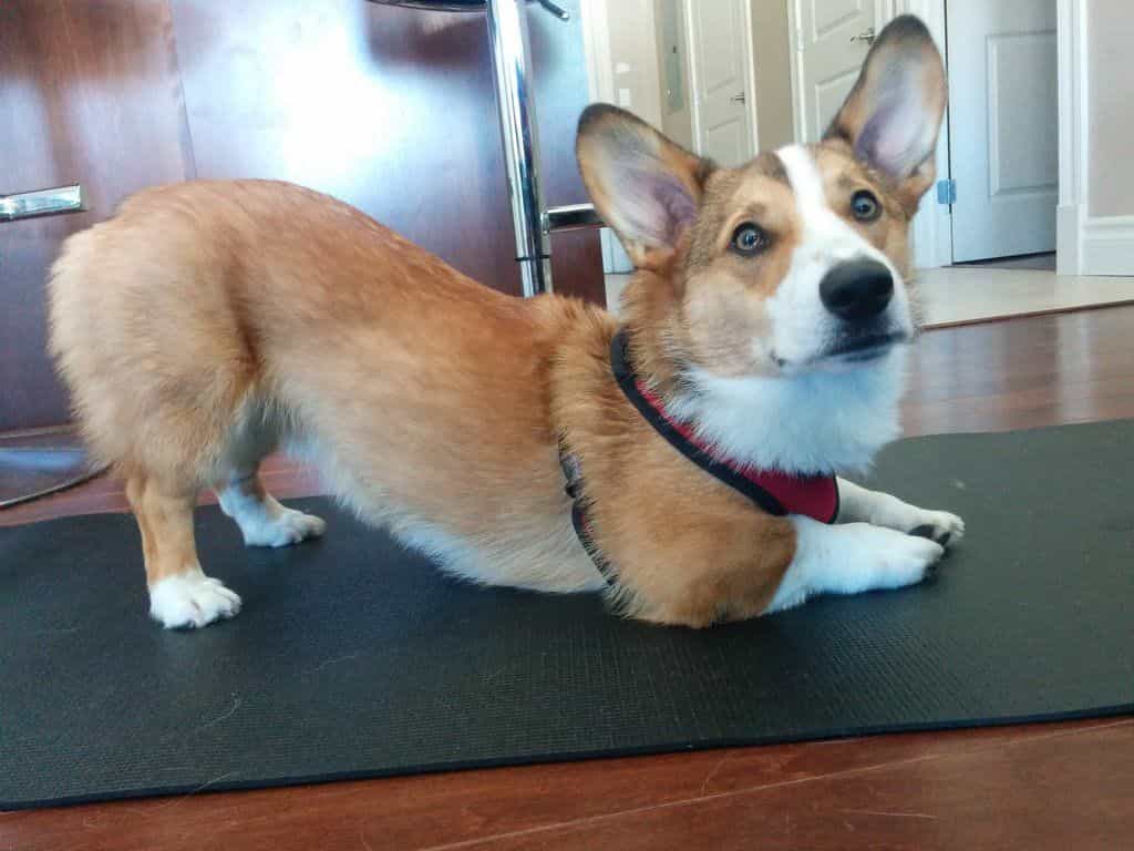 Chú ý chăm sóc bộ lông cho corgi