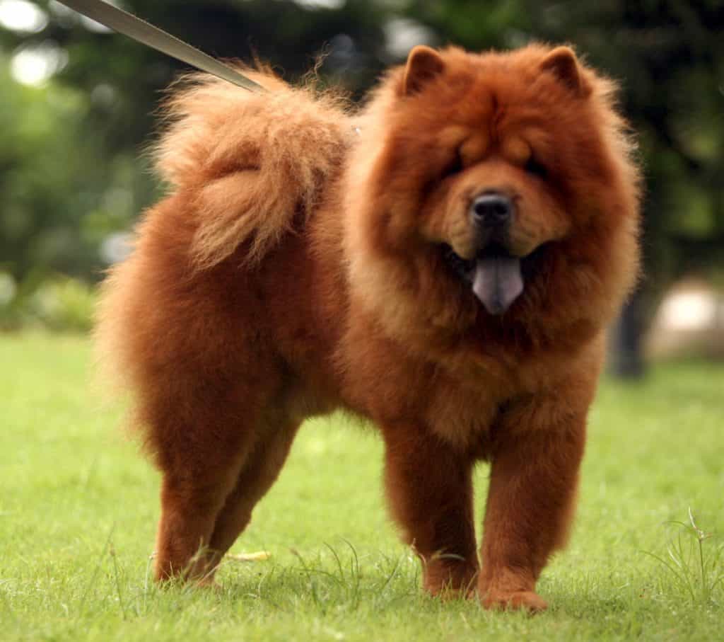 Có nên cạo trọc lông cho chó Chow chow?