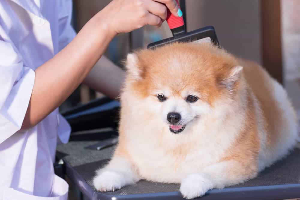 Nên cắt tỉa lông cho chó Phốc sóc thường xuyên