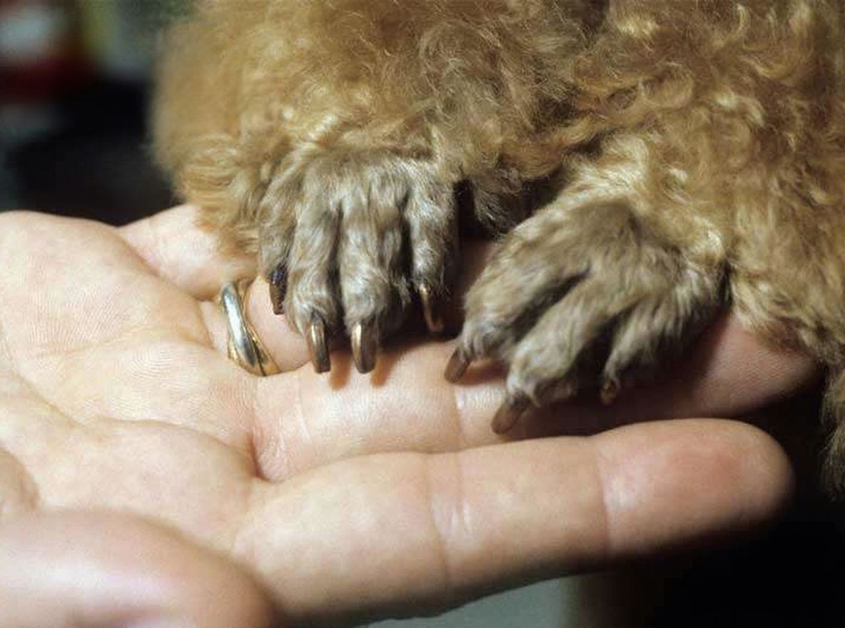 chân chó poodle