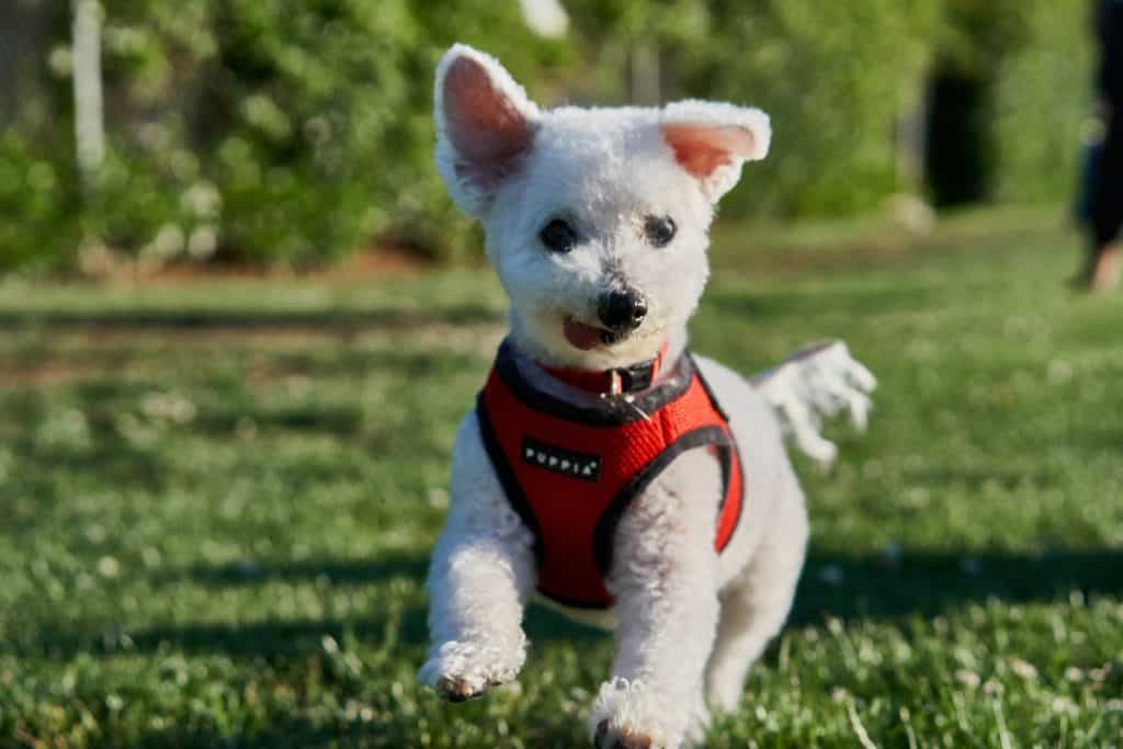cách nuôi chó con quan tâm tới chế độ dinh dưỡng