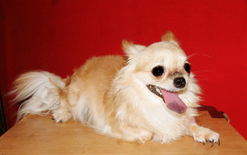 Chiahuahua lông dài hay bị nhầm là chó giống chó Pom