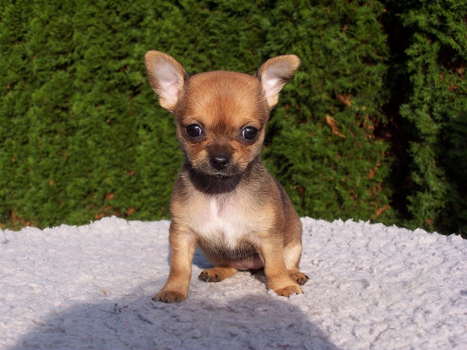 chihuahua nâu lông ngắn