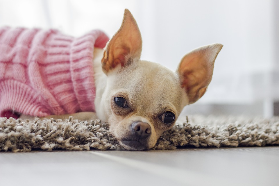 chihuahua đáng yêu