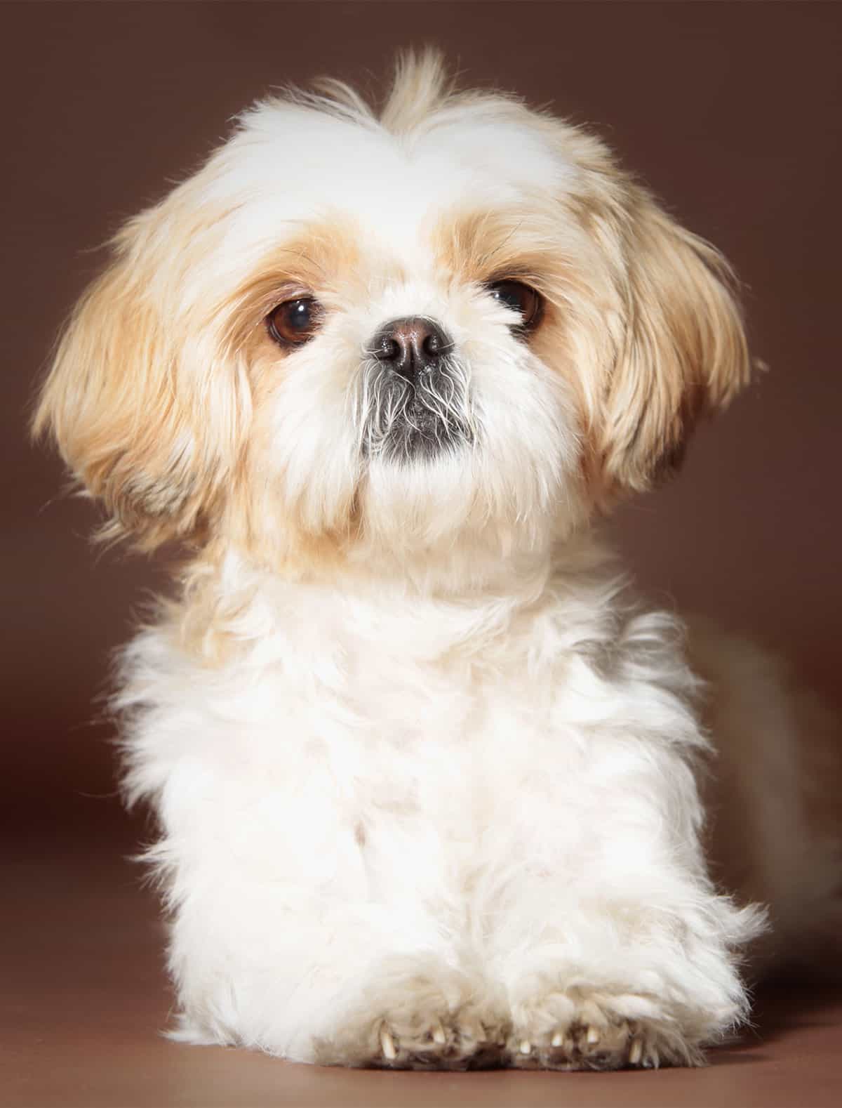 Chó Shih Tzu nhìn từ phía trước