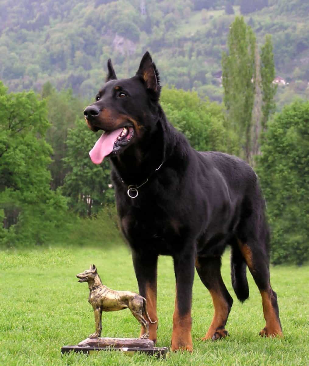 Beauceron và bức tượng