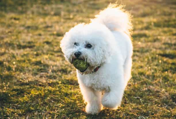 Hình ảnh chó bichon