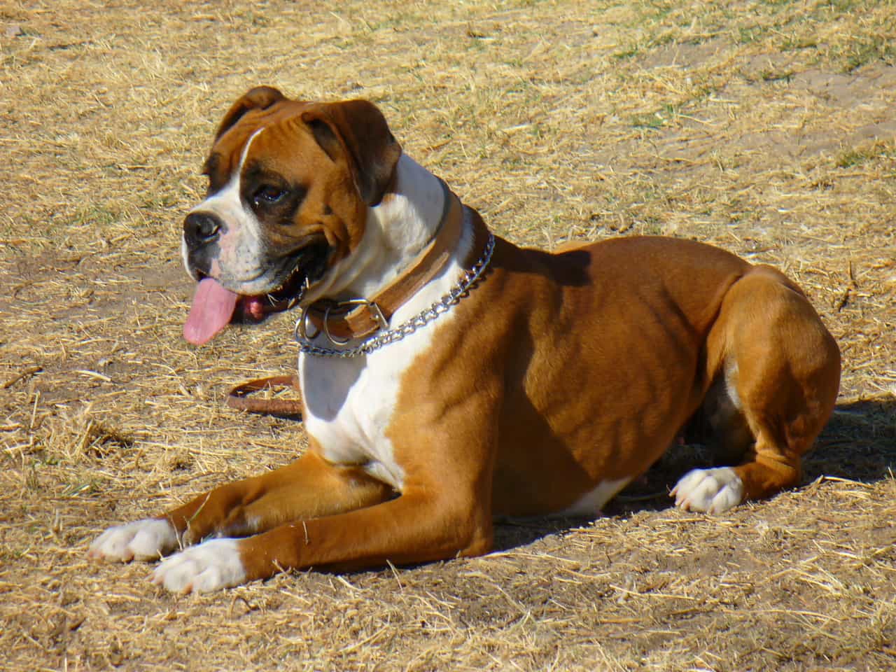 bán chó boxer