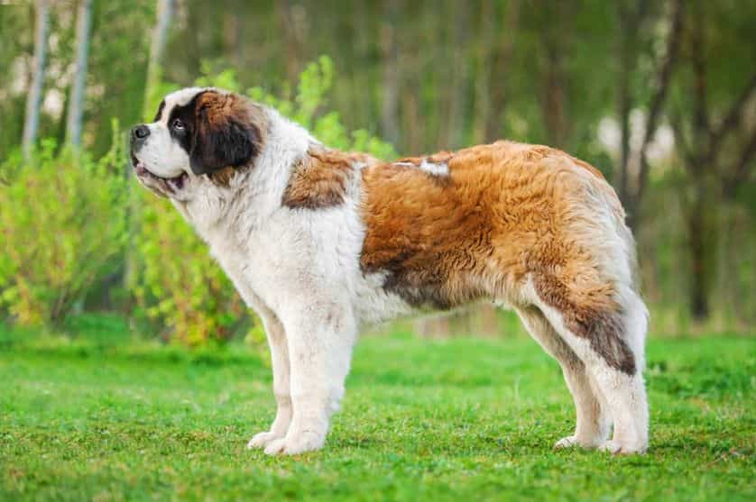 Một chú chó Saint Bernard đứng trên bãi cỏ