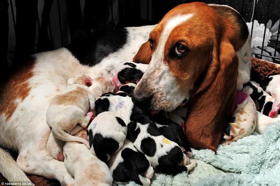 Chó Baset Hound trưởng thành