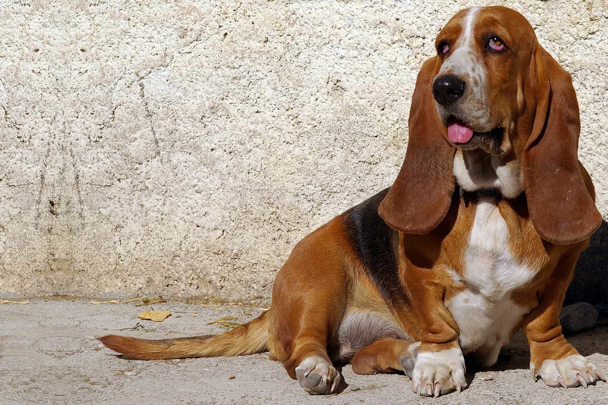 Chó basset hound