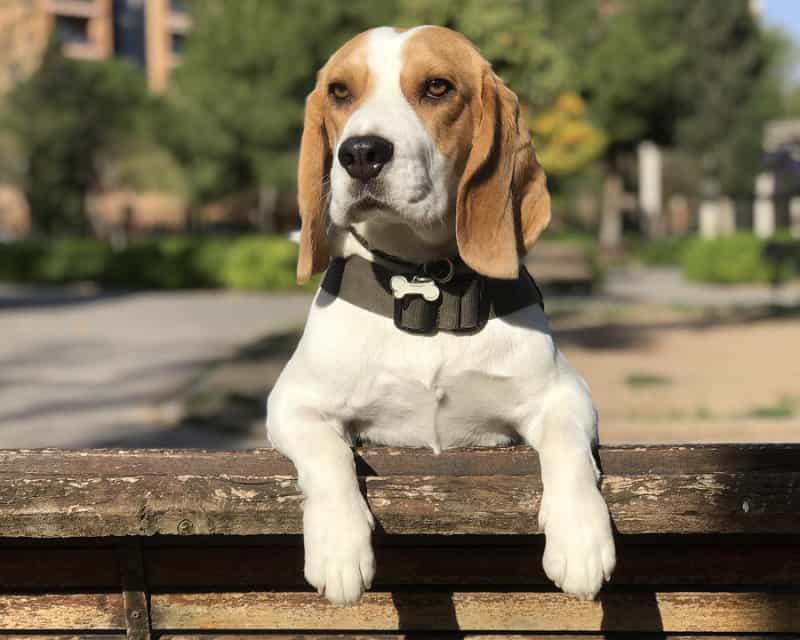 chó beagle
