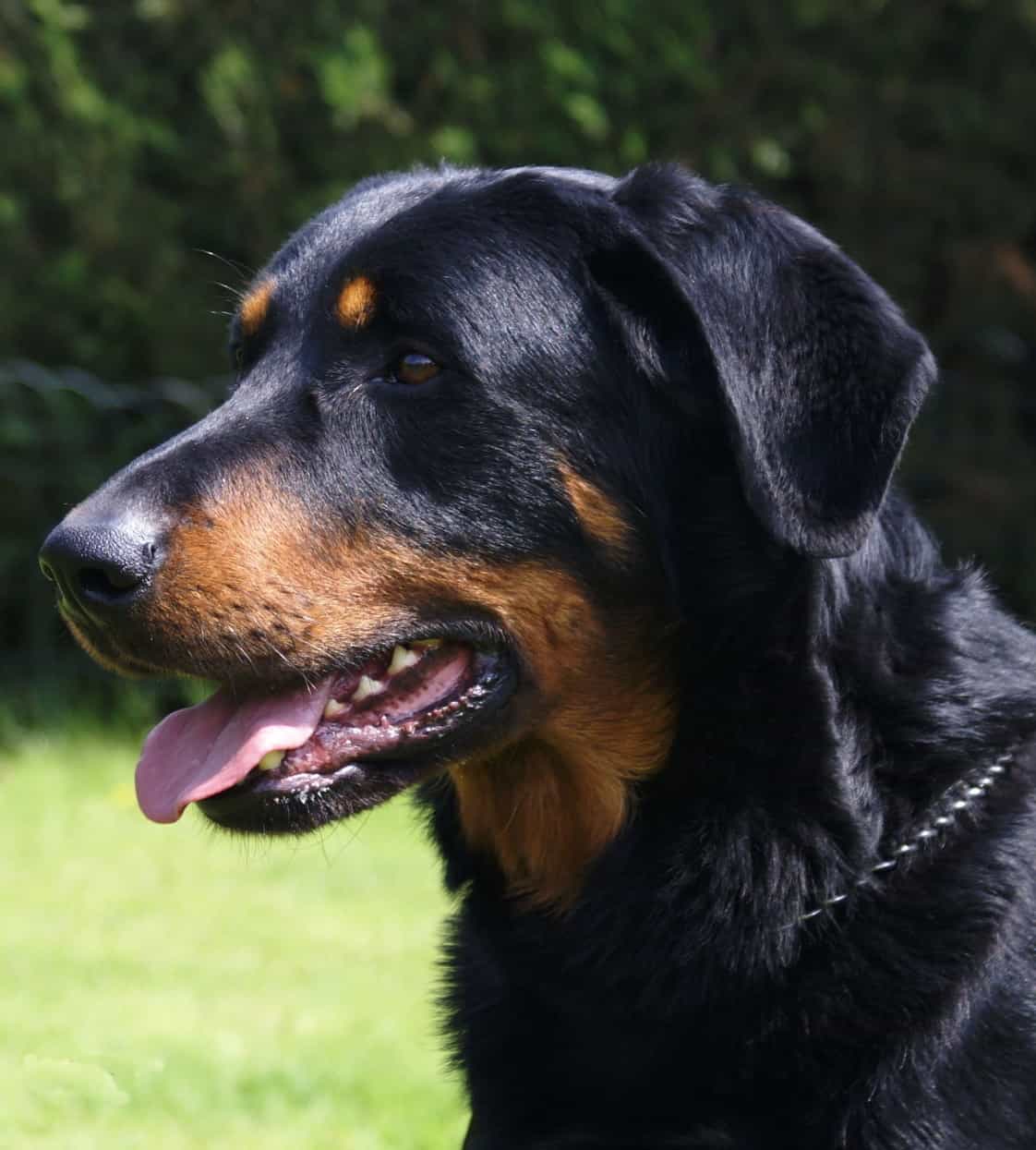 Beauceron tai cụp