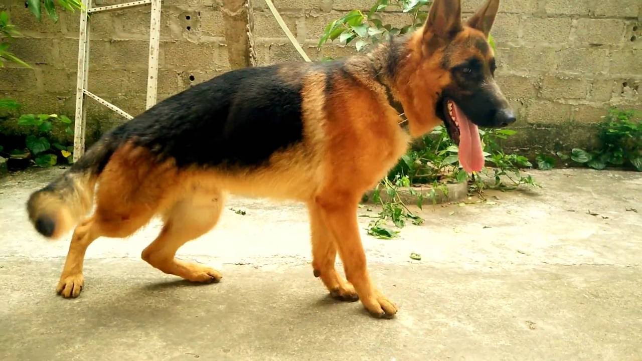 Chó becgie Đức 8 au8801